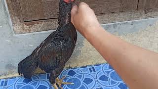 Ayam Orng Petantang Petenteng Masi Bocil