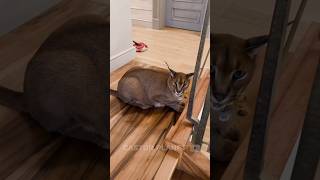 Conheça O Caracal Um Gato Bem Bravo