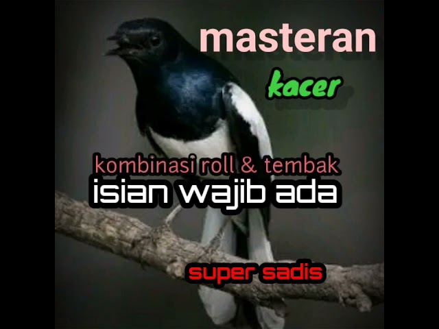 masteran kacer kombinasi roll,& tembakan super sadis. class=