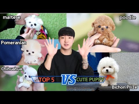 강아지분양,<strong>애견분양</strong> 인기견종 TOP 5 소개해드립니다! 도그캐슬
