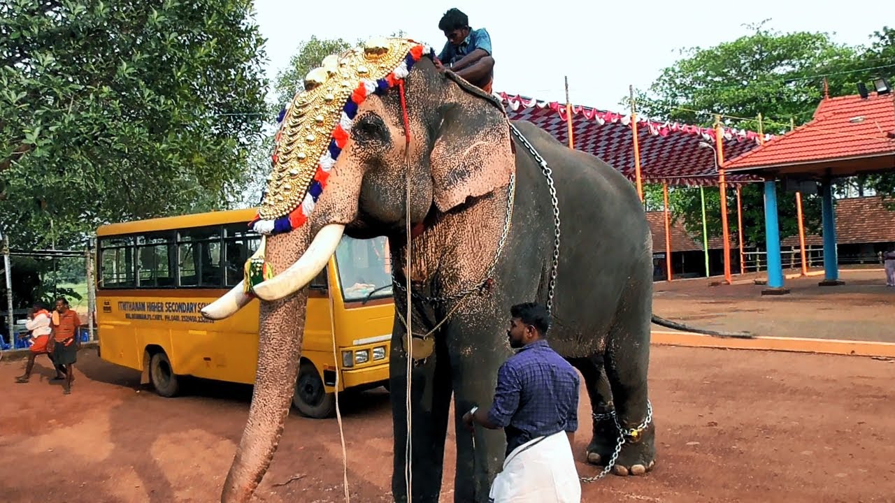 Decorating the elephant