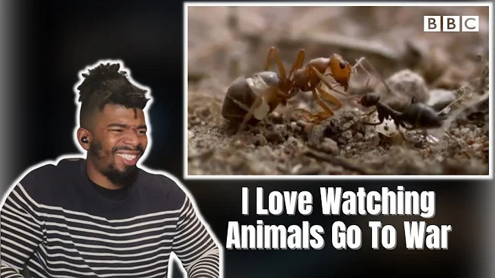 Ant colony raids a rival nest | Natural World - Empire of the Desert Ants - BBC | DTN REACTS