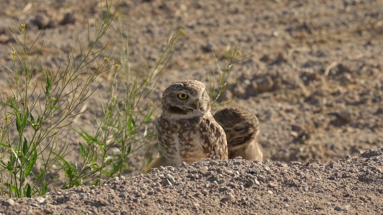 My first video of my Burrowing Owl project in Buckeye, AZ 