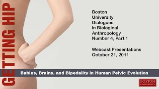 BU Dialogues in Biological Anthropology—Babies, Brains, and Bipedality in Human Pelvic Evolution (1)