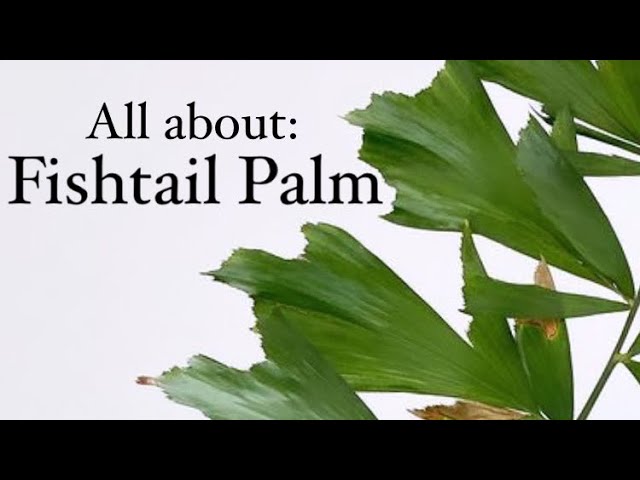 Fishtail Palm 