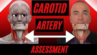Carotid Pulse Assessment for Nurses | How to assess, and where are the Carotid Arteries? Wealth