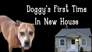 Doggys First Time In Our New Place