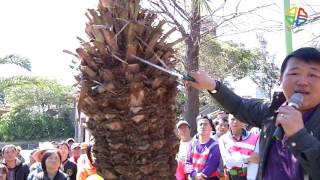 啄木鳥修剪認證示範（評估植栽修剪規模）