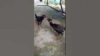 Ayam petarung