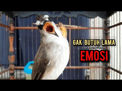 SUARA CUCAK RAWA GACOR DI ALAM LIAR | PANCINGAN CUCAK ROWO BAHAN CEPAT BUNYI ROPEL