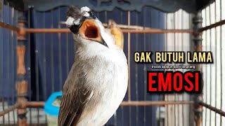 trucukan gacor ROPEL PANJANG pancingan trucukan agar bunyi jadikan burung trucuk gacor NYAUT