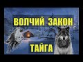 ОДИНОКИЙ ВОЛК и МЕСТЬ ВОЛЧИЦЫ ЗАКОН ВОЛЧЬЯ СТАЯ СЛУЧАЙ в ДЕРЕВНЕ ЖИЗНЬ в ТАЙГЕ ОТШЕЛЬНИК СУДЬБА