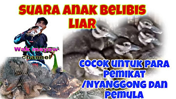 SUARA ANAK BELIBIS LIAR INI COCOK UNTUK PARA PEMIKAT //NYANGGONG DAN PENJARING PEMULA