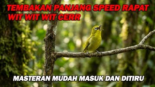 PANCINGAN PLECI NEMBAK WIT WIT WIT CERR PANJANG, MASTERAN PALING MUDAH DITIRU