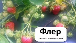 Флер — ранний, вкусный, щедрый. Особенности выращивания сорта клубники Флер.