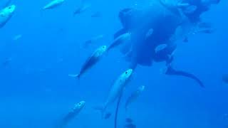 Mergulho em Submarino nas Ilhas Canárias