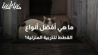 ما هي أفضل أنواع القطط للتربية المنزلية؟ - دنيا يا دنيا #قطط