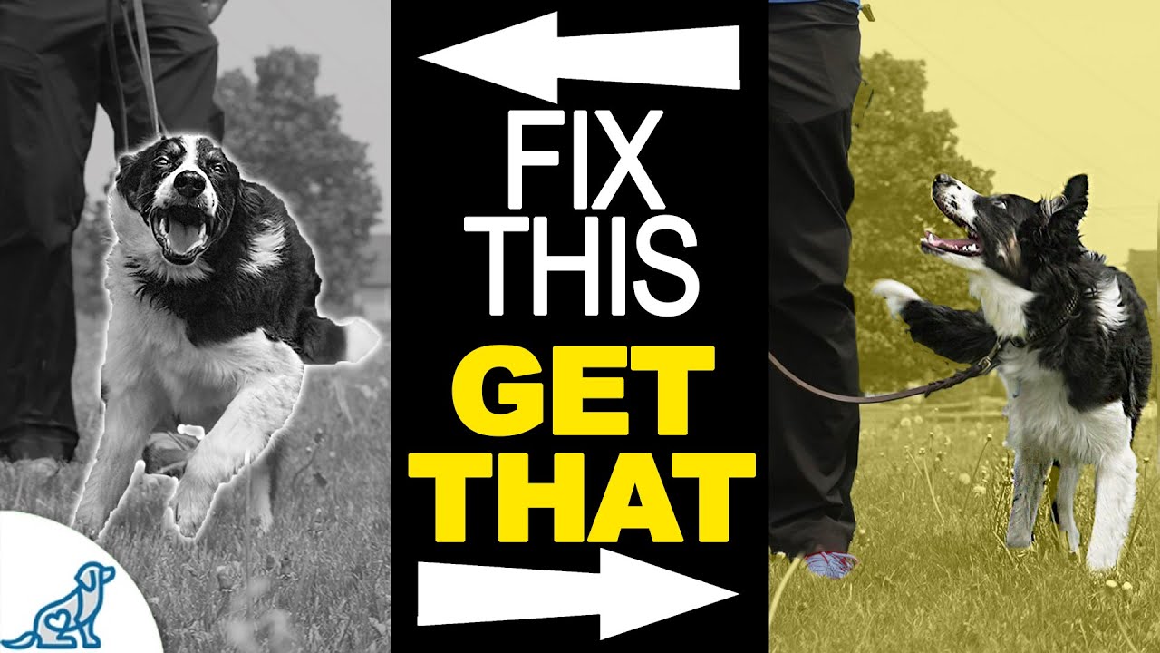 Is Your Dog CONSTANTLY Distracted? Training Starts HERE - YouTube