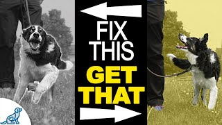 Is Your Dog CONSTANTLY Distracted Training Starts HERE