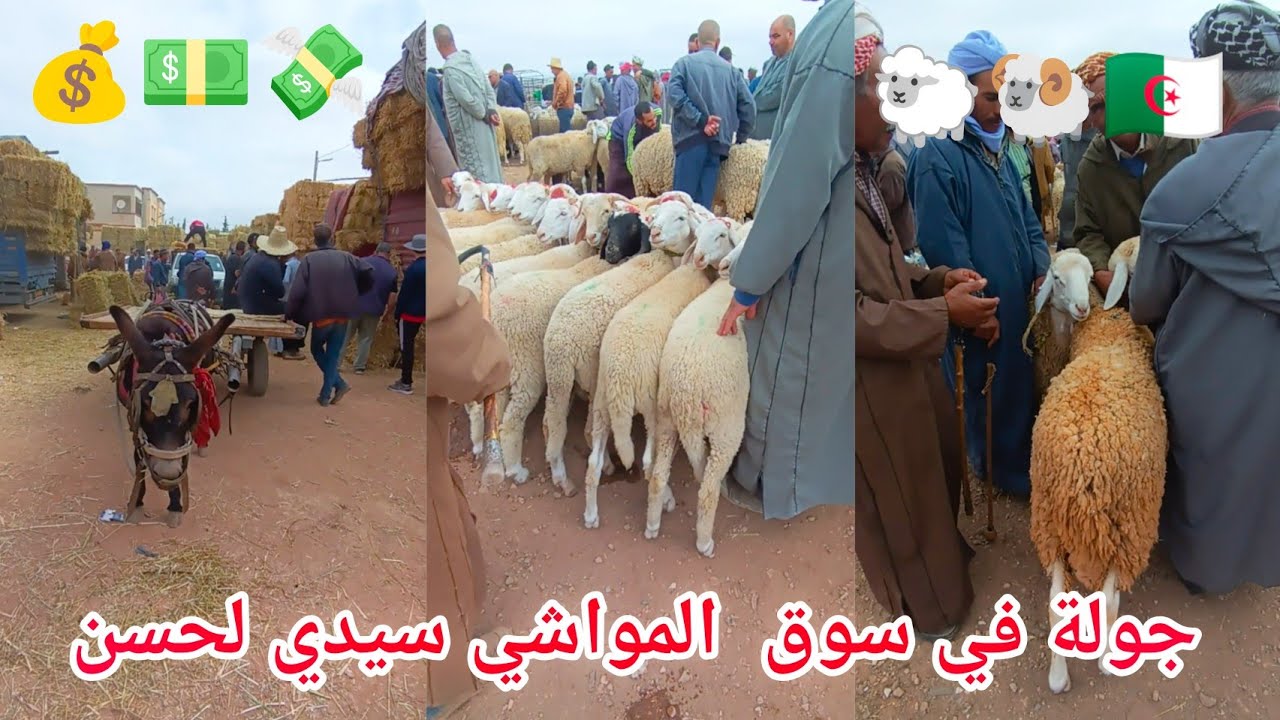 سيدي بلعباس اليوم جولة في سوق  المواشي سيدي لحسن 25 05 2024