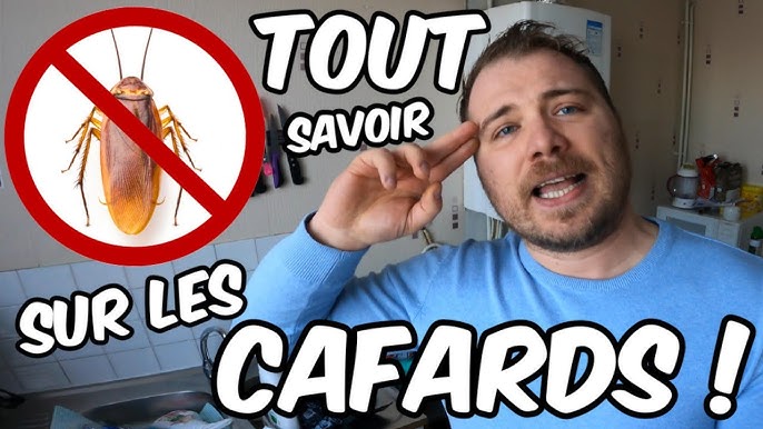 Cafards : ma méthode infaillible pour s'en débarrasser 