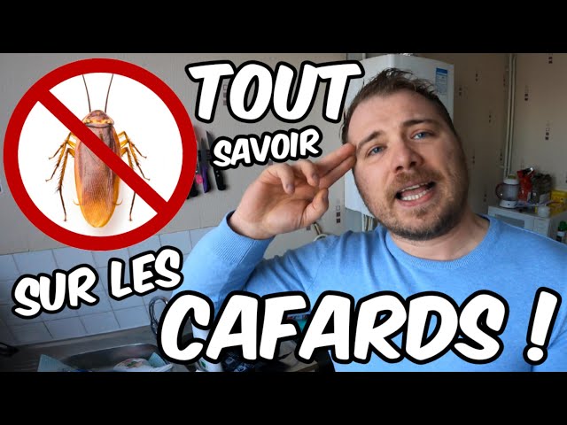 Comment se débarrasser des cafards dans son appartement ? 