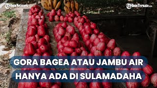 Gora Bagea Atau Jambu Air, Buah Musiman Hanya ada di Sulamadaha