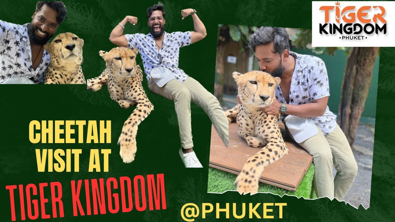 CHEETAH Encounter at Tiger Kingdom Phuket | I KISSED CHEETAH | COST
