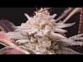 How weed grow strain hunt 2023  best frost thc terpenes buds  structure  harvest highlights