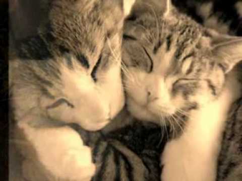 wet wet wet - love is all around.wmv