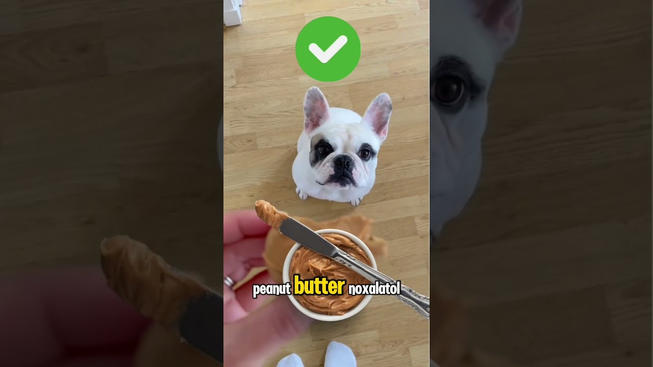 5 Human Foods That Are Safe Toxic For Dogs MUST WATCH 