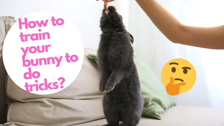 HOW TO TRAIN YOUR BUNNY TO DO TRICKS?