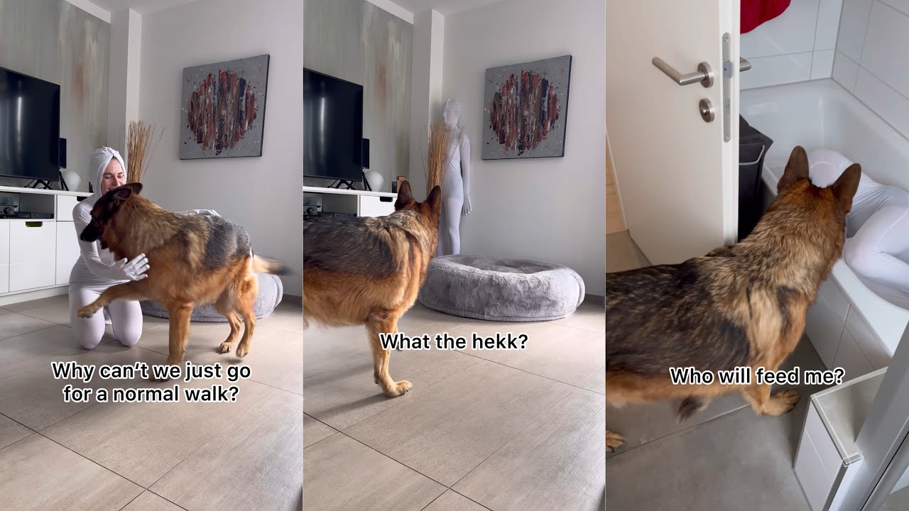 Playing Hide And Seek With My German Shepherd