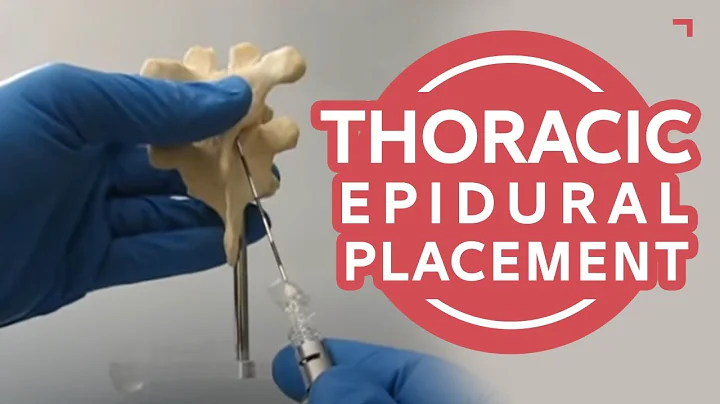 Thoracic Epidural Placement Landmark Training - Human Anatomical Model T7-8