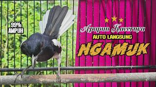 Suara Pancingan Kacer Ini Bikin Kacer Apapun Naik Emosi On Gacor Langsung Nyaut
