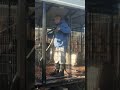 Sunday Deep cleaning at Winners Circle Bullyfarm