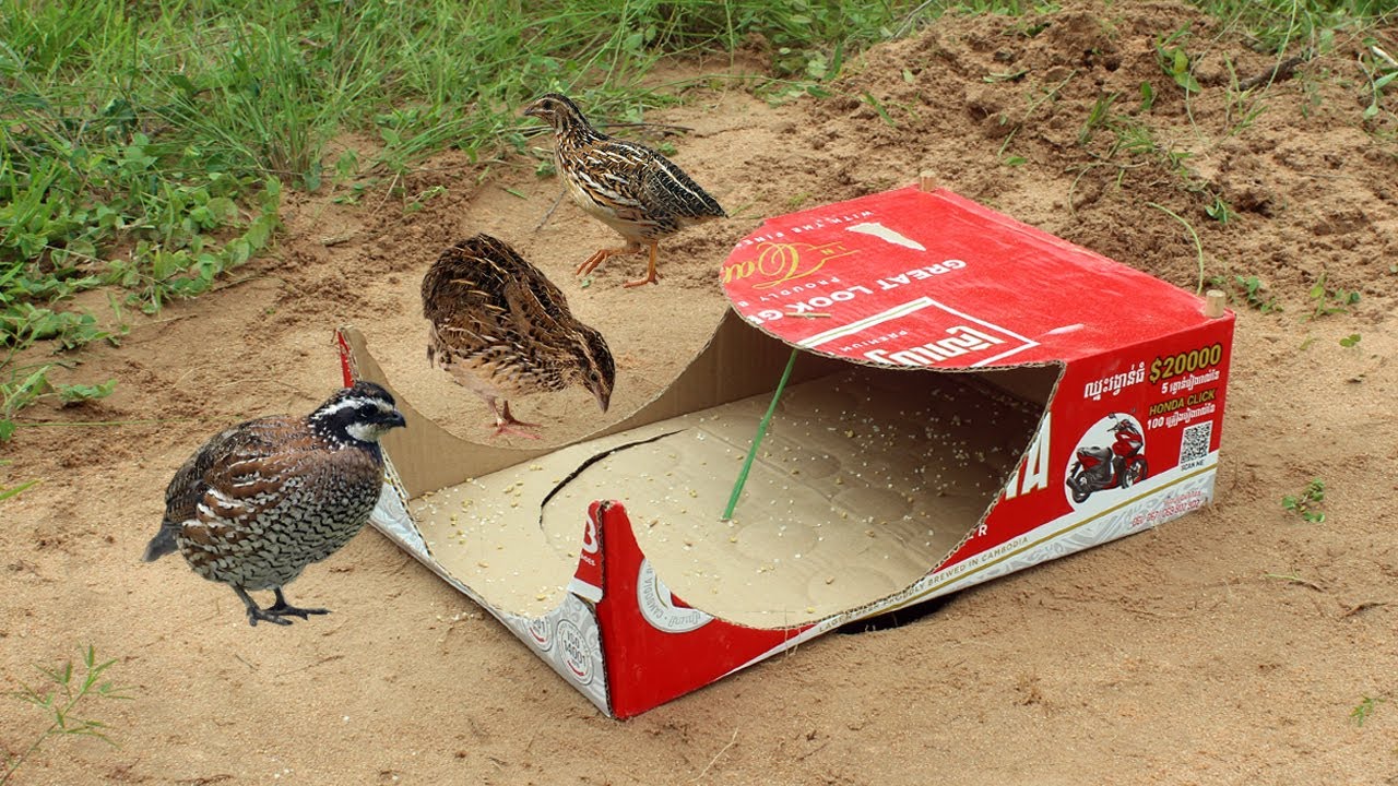 Method Unique  Bird TrapUnderground Using Cardboard Box,Quail Bird Trap