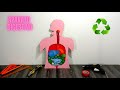 hacer el aparato digestivo y sus partes en reciclaje FACIL MANUALIDAD de material reciclado