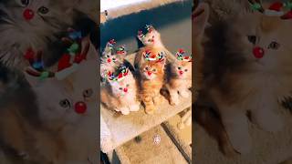 What's the Secret to a Stress-Free Christmas with Your Cat Family? 🎅#christmas #cat #shorts