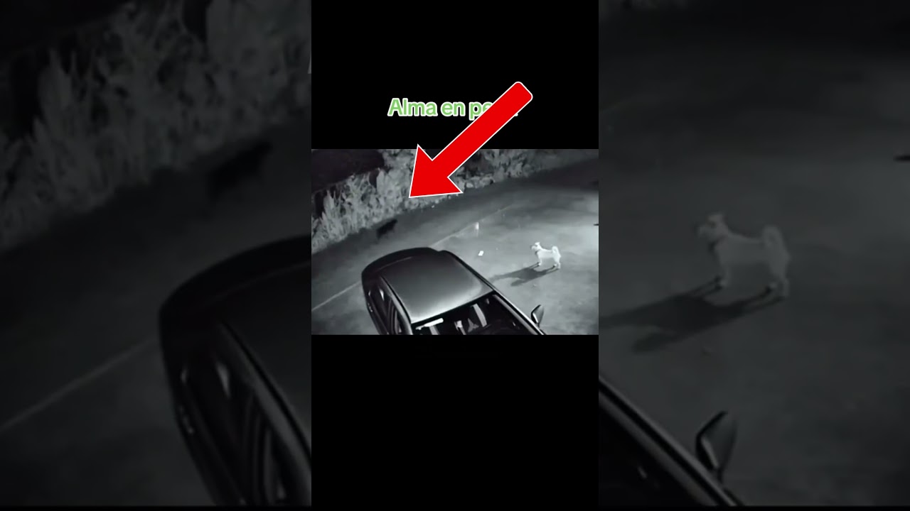 Dog Alerts Woman to Vanishing Man Caught on Camera! 👀 Terrifying Footage Explained