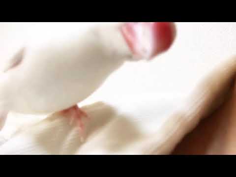 白文鳥文鳥動画【近過ぎる鳥さん】可愛いjavasparrow#Shorts