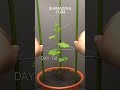 Growing Bitter Gourd - Time Lapse