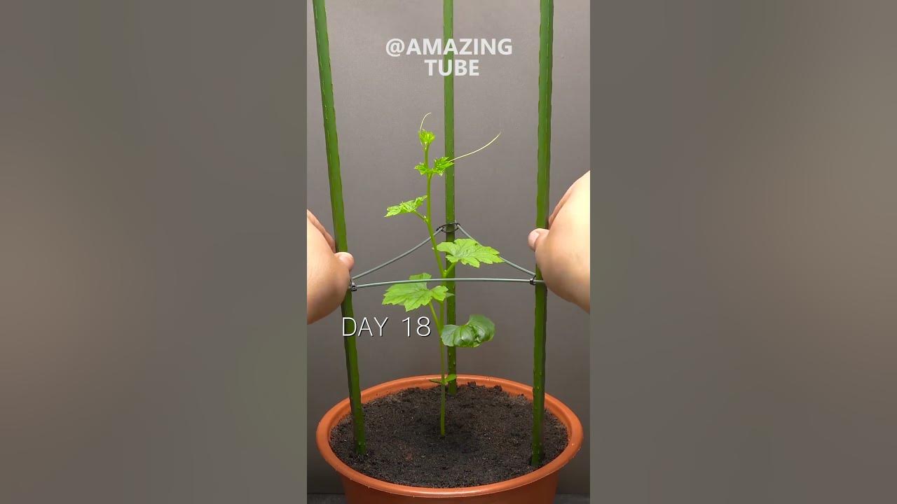 Growing Bitter Gourd Time Lapse YouTube