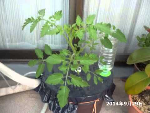 ホームハイポニカぷくぷく 生長記録 Youtube