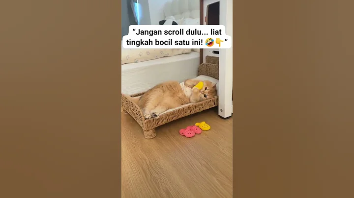 Video 10716751: cats kucing pets catlover, cats kitten catlover pets, kitten funny catlover kucing