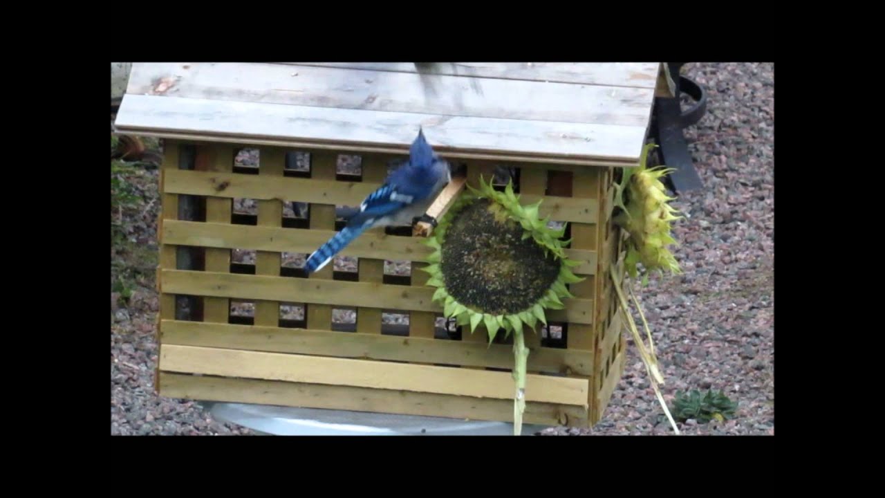 DIY Bird feeder house for small birds only! - YouTube