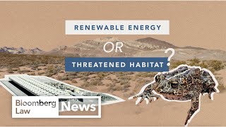 Rare Toads or Clean Energy? An Environmental Law Fight in Nevada