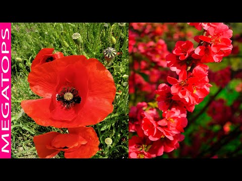 Video: Esquema de color rojo en jardines: diseño con plantas con flores rojas