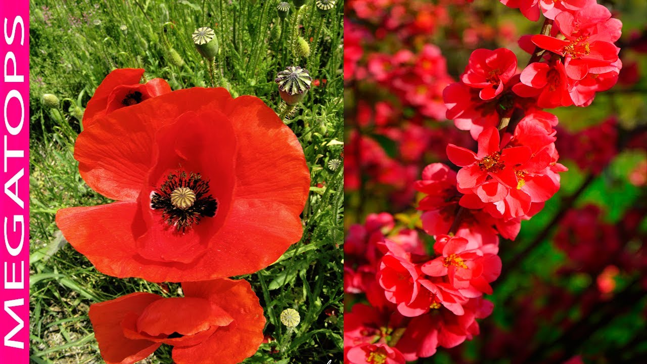 10 Increíbles Plantas con Flores Rojas