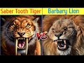 Sabre tooth tiger vs barbary lion - इस लड़ाई में कौन जीतेगा ?
